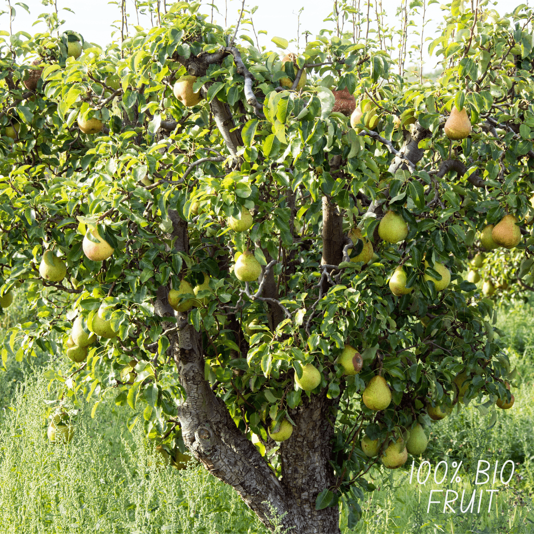 Poirier Bio Pyrus - 60 cm - Acheter une Plante d'Intérieur