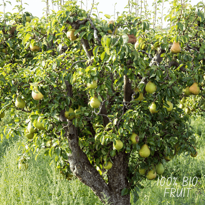 Poirier Bio Pyrus - 60 cm - Acheter une Plante d'Intérieur