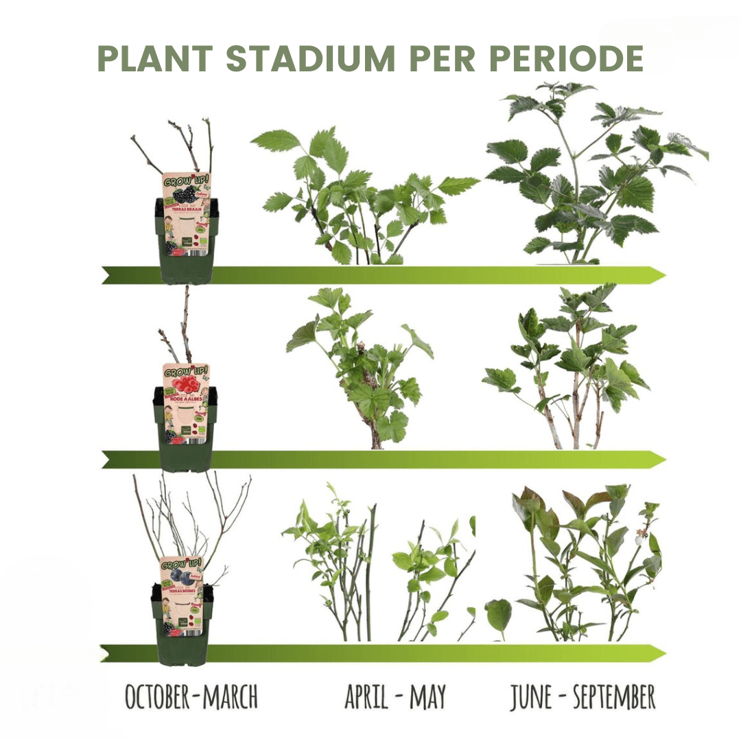 Poirier Bio Pyrus - 60 cm - Acheter une Plante d'Intérieur