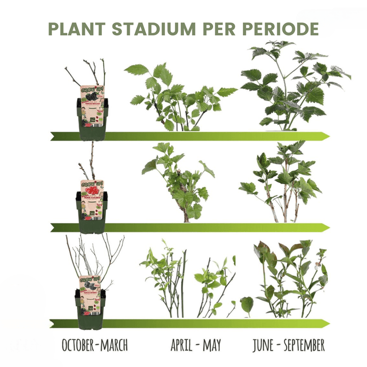 Poirier Bio Pyrus - 60 cm - Acheter une Plante d'Intérieur