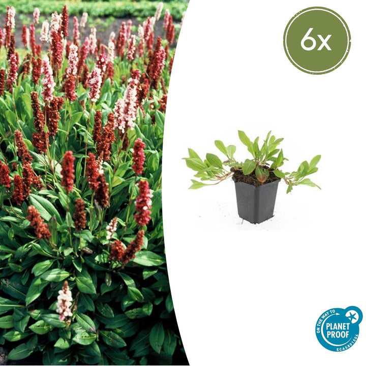 Persicaria aff. 'Darjeeling Red' - 20cm - Kamerplant Kopen