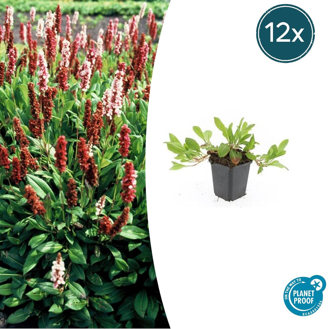 Persicaria aff. 'Darjeeling Red' - 20cm - Kamerplant Kopen