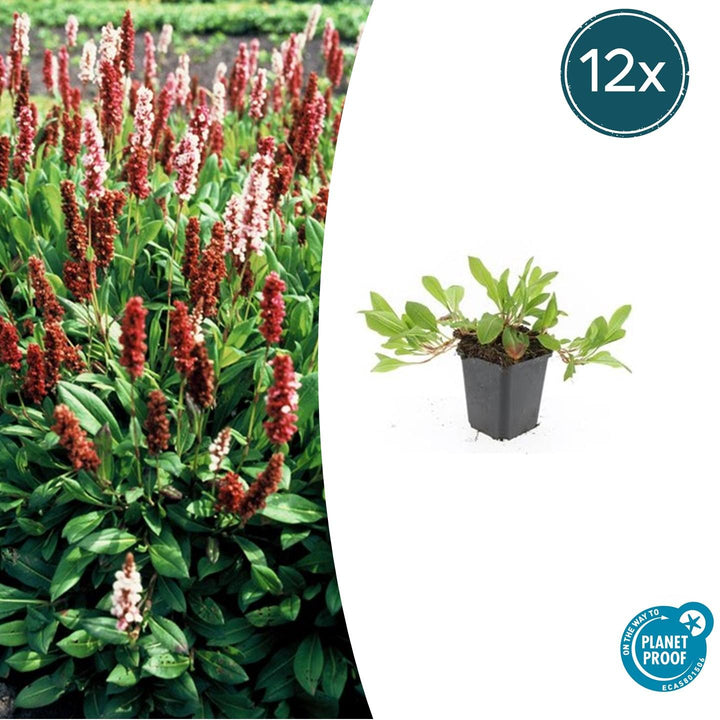 Persicaria aff. 'Darjeeling Red' - 20cm - Kamerplant Kopen