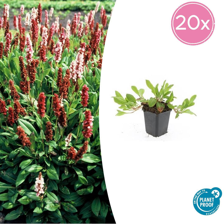 Persicaria aff. 'Darjeeling Red' - 20cm - Kamerplant Kopen