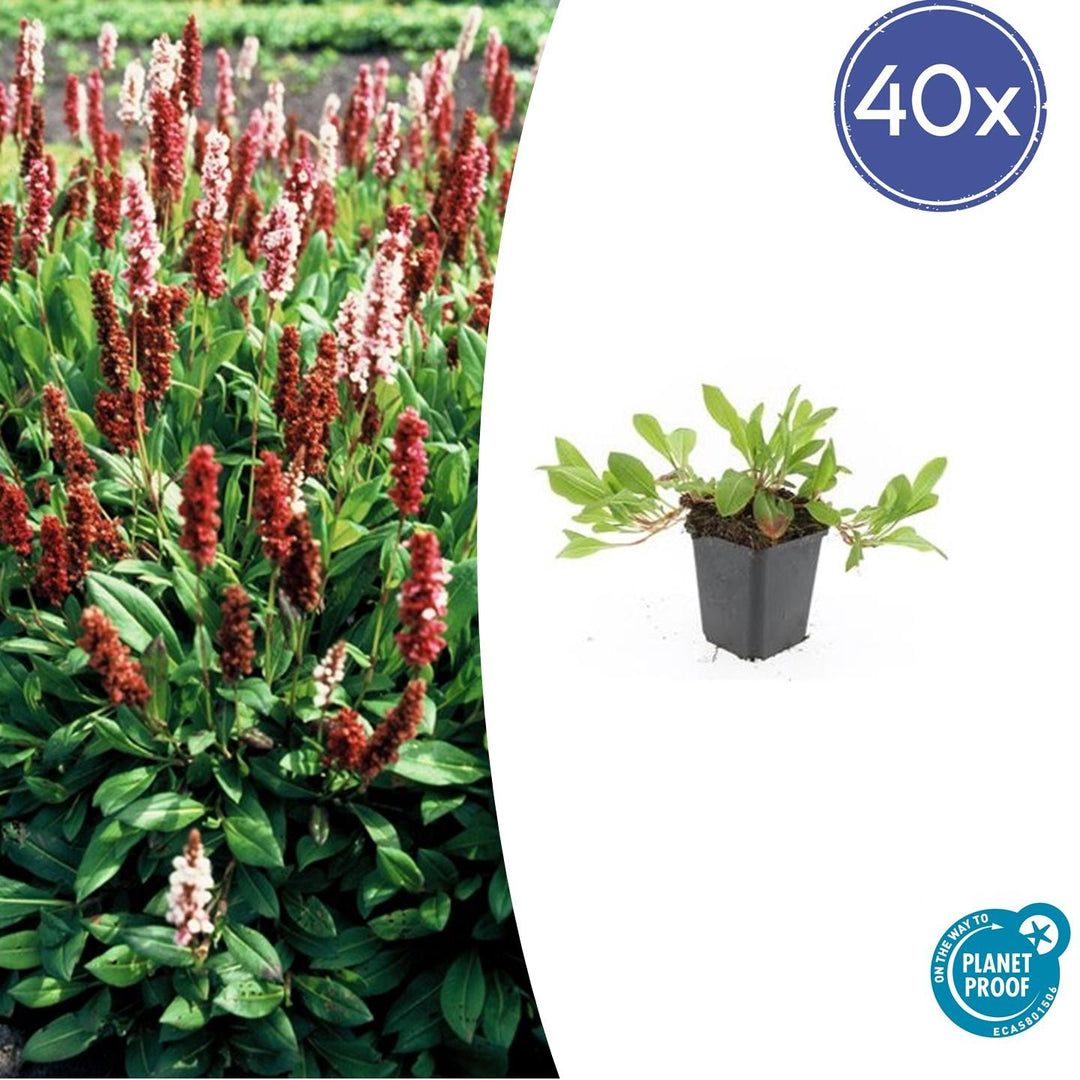 Persicaria aff. 'Darjeeling Red' - 20cm - Kamerplant Kopen