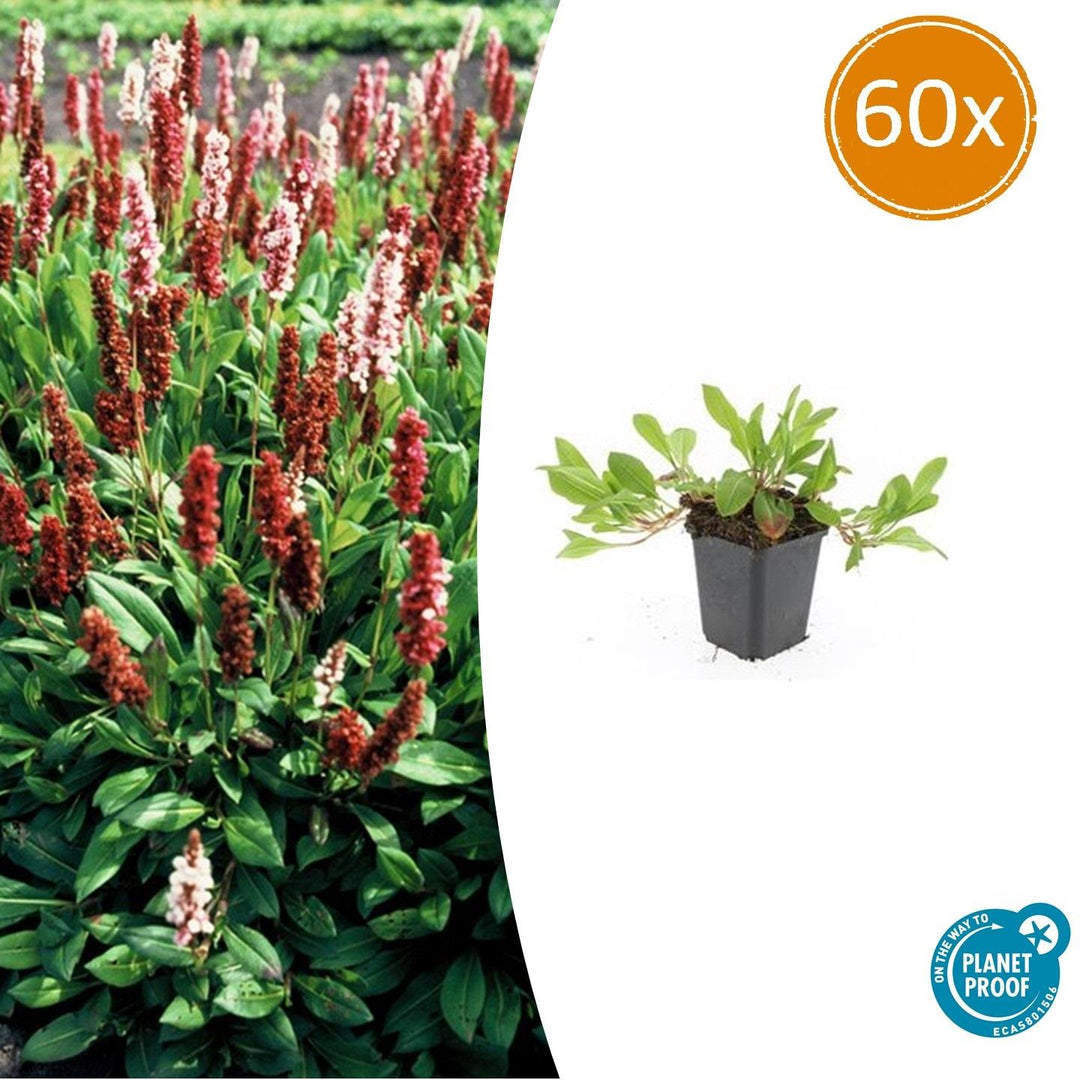 Persicaria aff. 'Darjeeling Red' - 20cm - Kamerplant Kopen