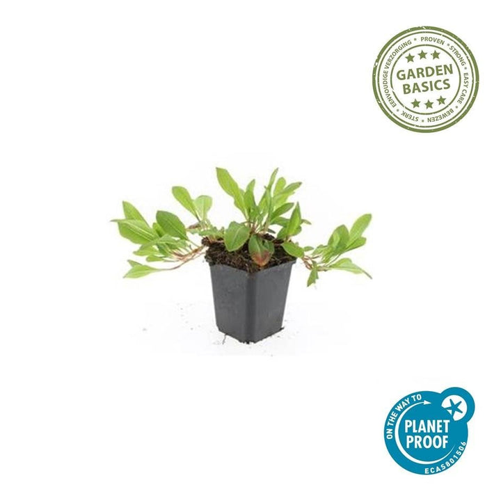 Persicaria aff. 'Darjeeling Red' - 20cm - Kamerplant Kopen