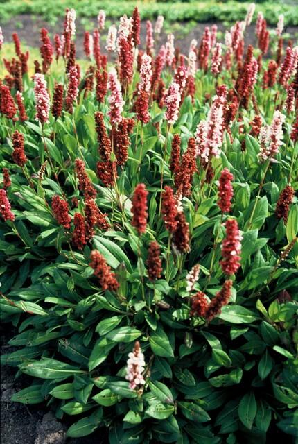 Persicaria aff. 'Darjeeling Red' - 20cm - Kamerplant Kopen