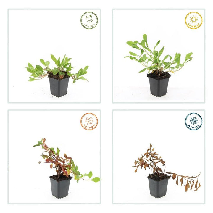Persicaria aff. 'Darjeeling Red' - 20cm - Kamerplant Kopen