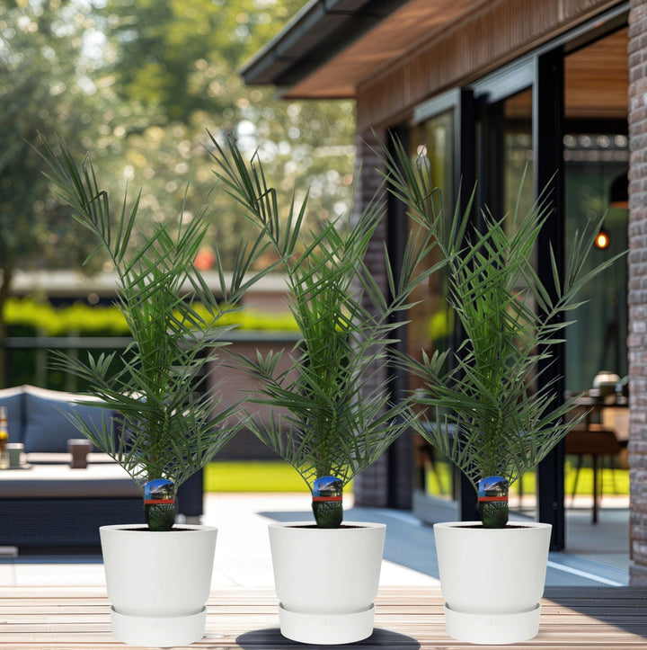Offre combinée - 3x Phoenix Canariensis - 80cm - Palmier dattier