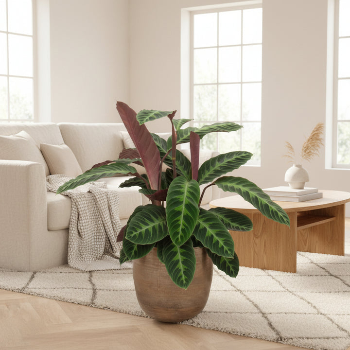 Calathea Warscewiczii - 90cm - Pauwenplant - Kamerplant