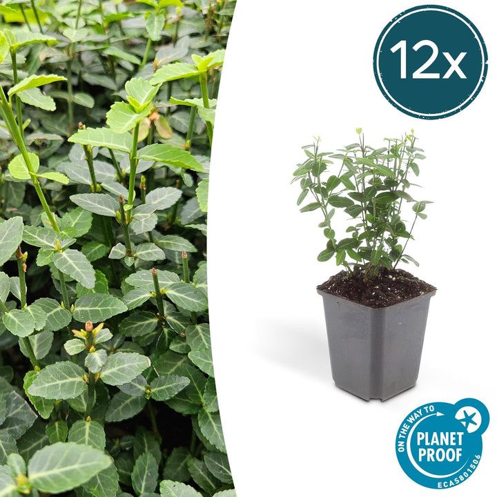 Euonymus fortunei radicans - 20cm - Kamerplant Kopen