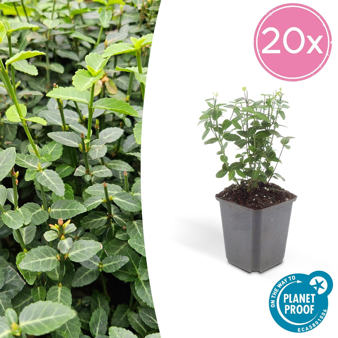 Euonymus fortunei radicans - 20cm - Kamerplant Kopen