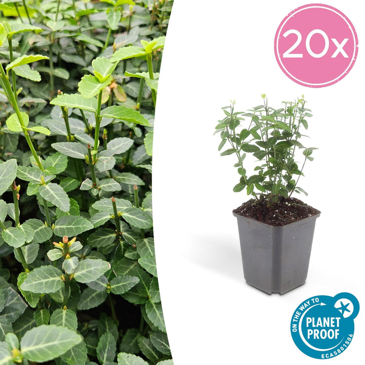 Euonymus fortunei radicans - 20cm - Kamerplant Kopen