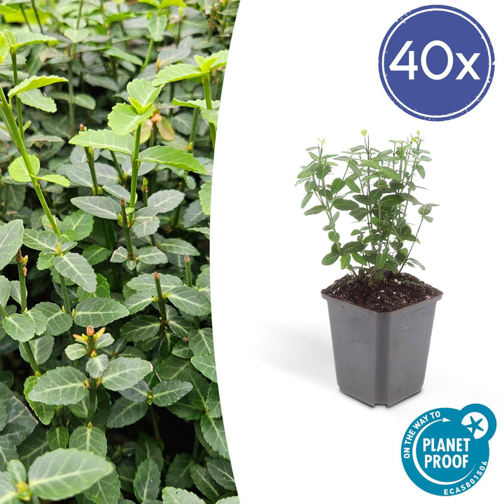 Euonymus fortunei radicans - 20cm - Kamerplant Kopen