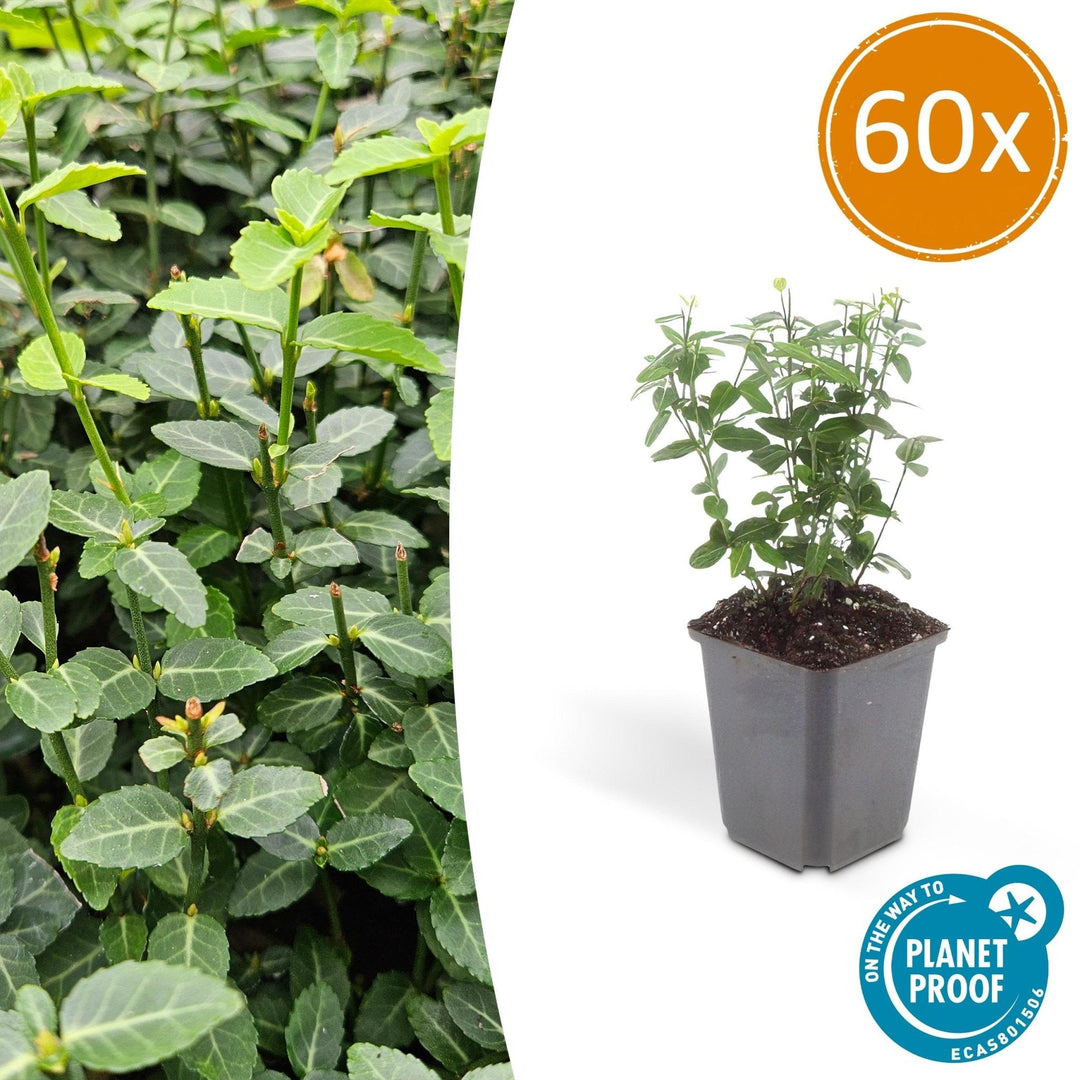 Euonymus fortunei radicans - 20cm - Kamerplant Kopen