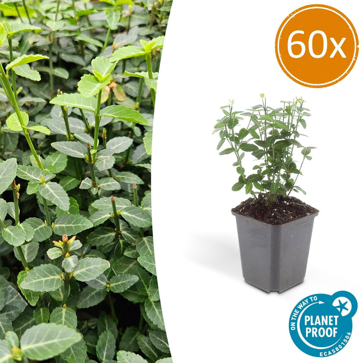 Euonymus fortunei radicans - 20cm - Kamerplant Kopen