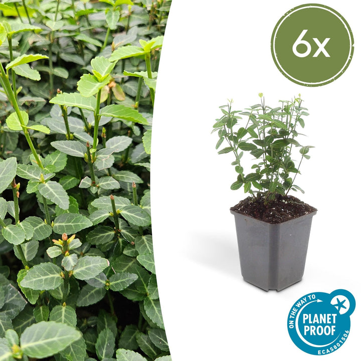 Euonymus fortunei radicans - 20cm - Kamerplant Kopen