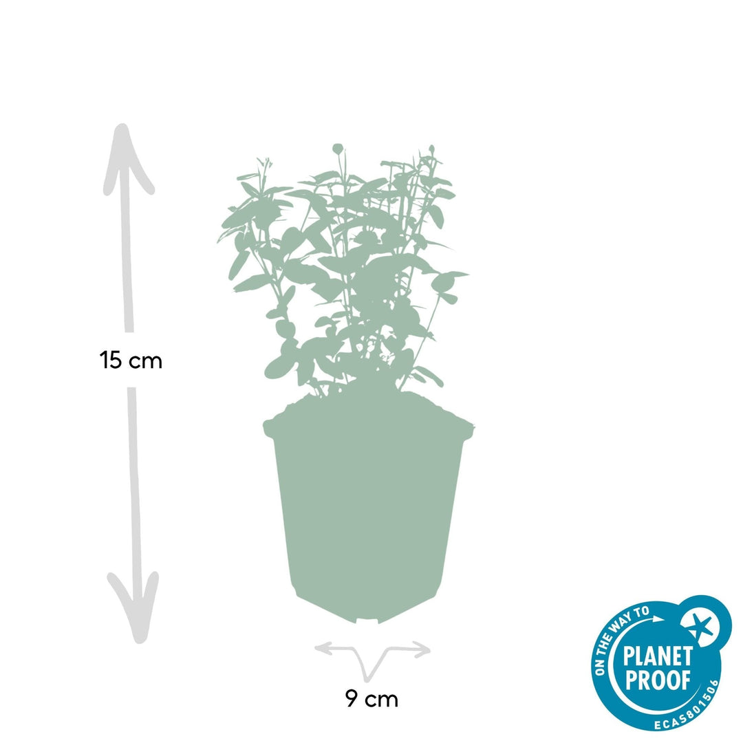 Euonymus fortunei radicans - 20cm - Kamerplant Kopen
