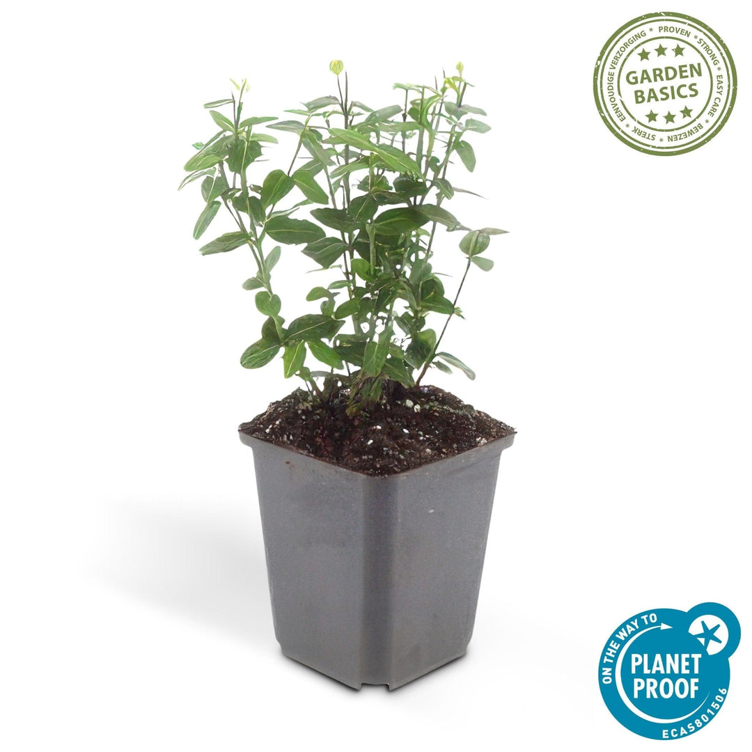 Euonymus fortunei radicans - 20cm - Kamerplant Kopen