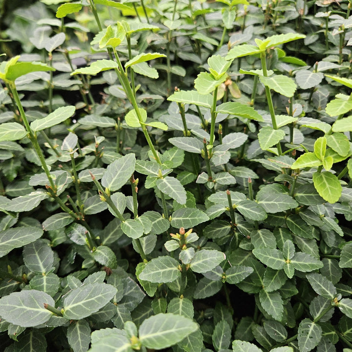 Euonymus fortunei radicans - 20cm - Kamerplant Kopen