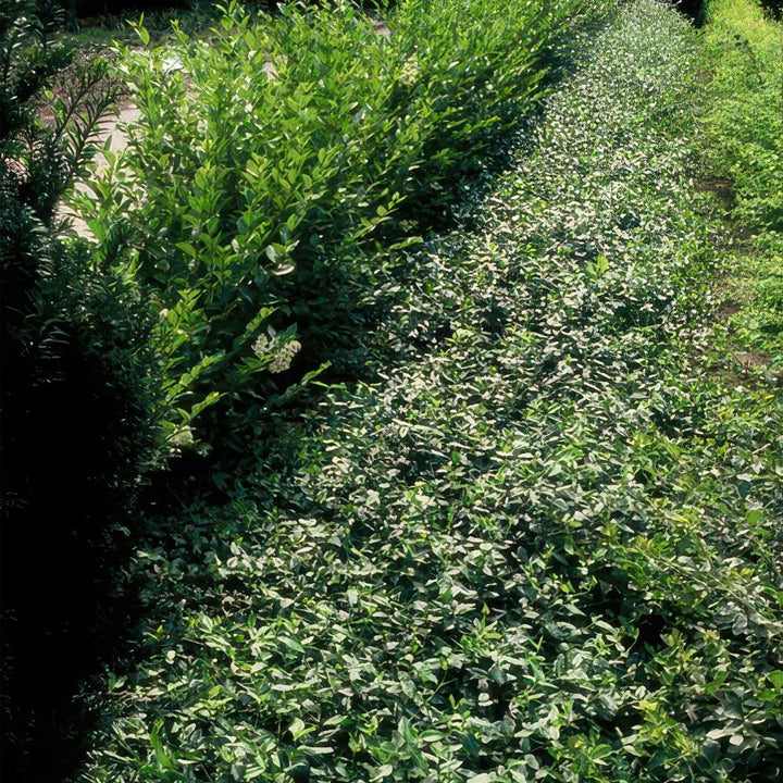 Euonymus fortunei radicans - 20cm - Kamerplant Kopen