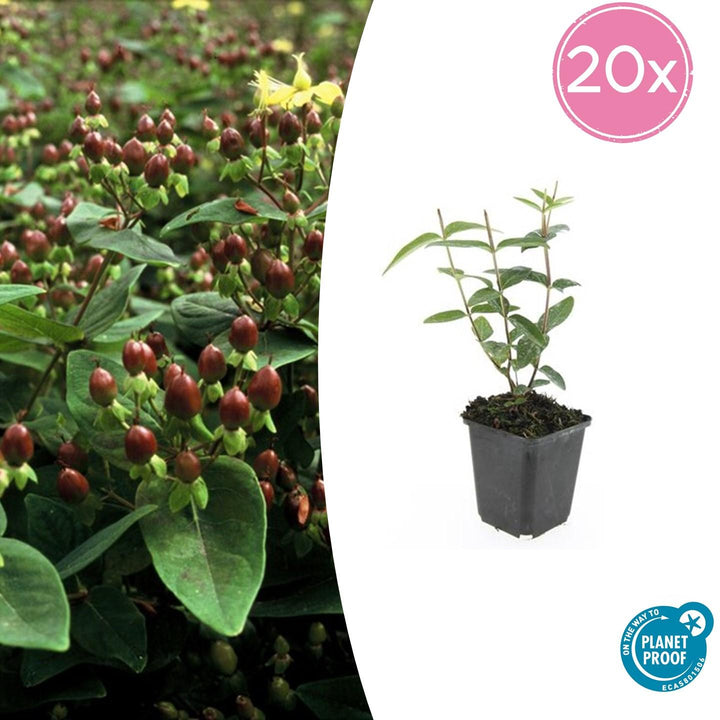 Hypericum Inodorum 'Rheingold' - 20cm - Kamerplant Kopen