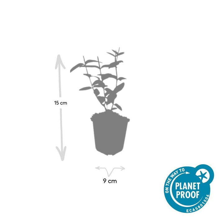 Hypericum Inodorum 'Rheingold' - 20cm - Kamerplant Kopen