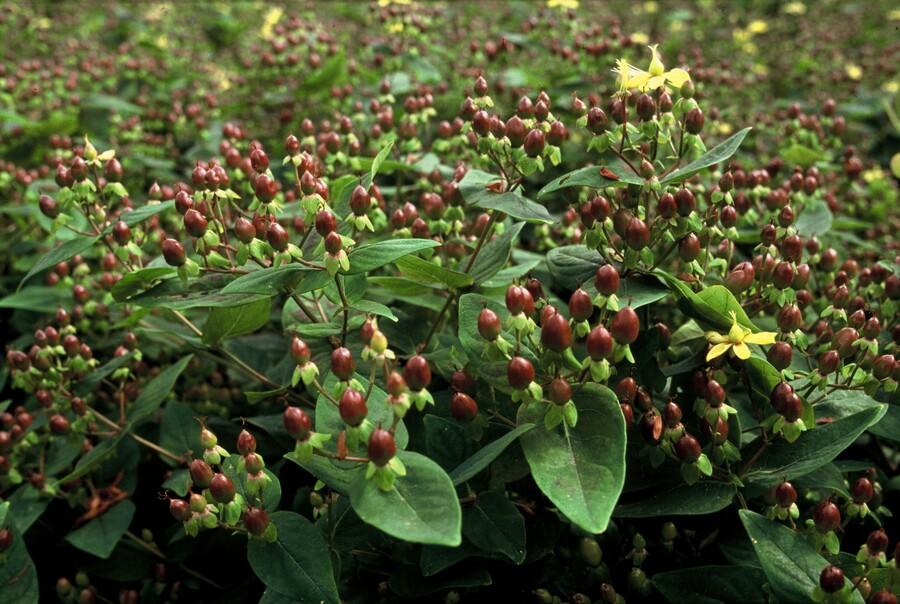 Hypericum Inodorum 'Rheingold' - 20cm - Kamerplant Kopen