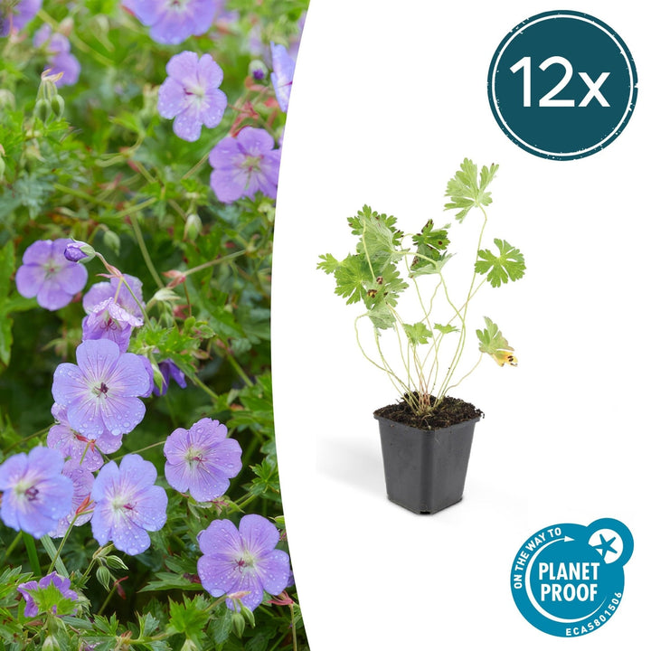 Geranium Rozanne - 20cm - Kamerplant Kopen