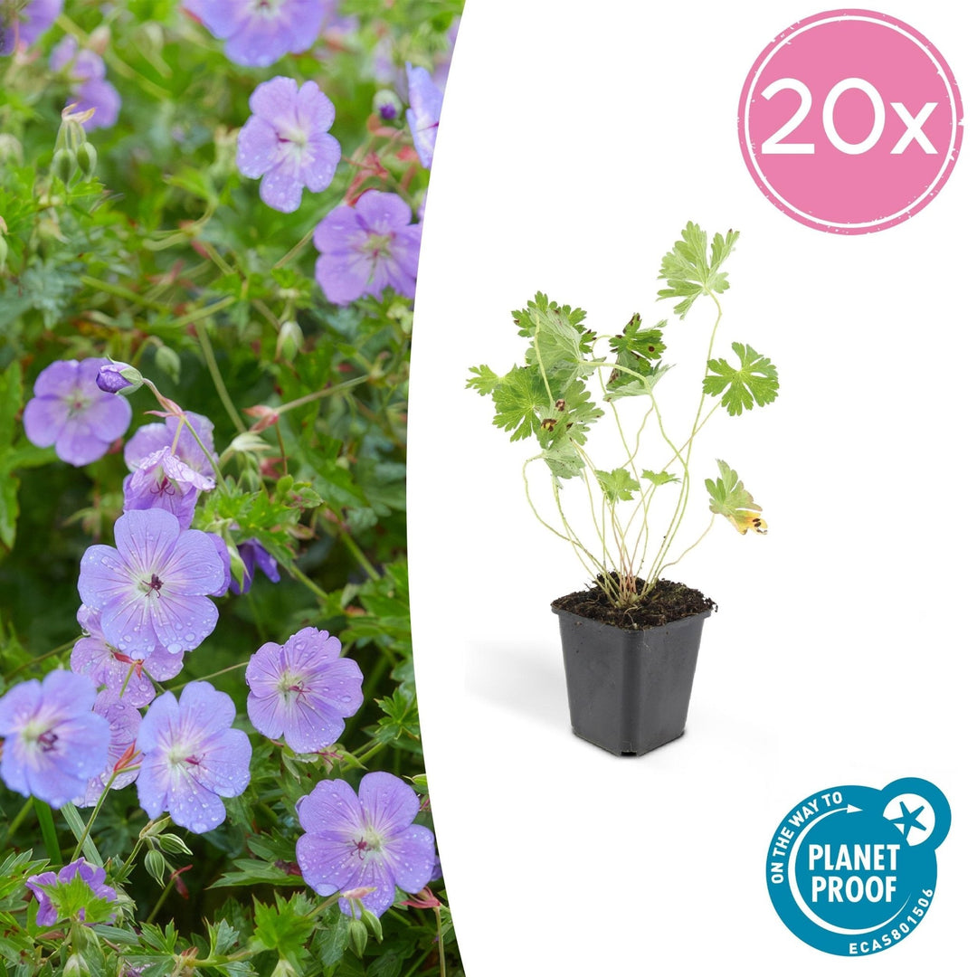 Geranium Rozanne - 20cm - Kamerplant Kopen