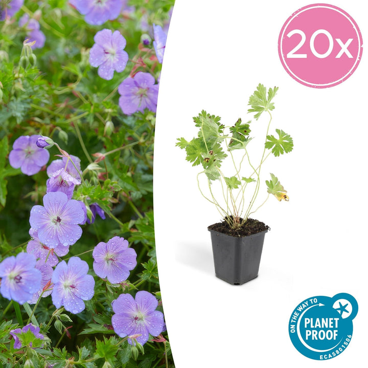 Geranium Rozanne - 20cm - Kamerplant Kopen