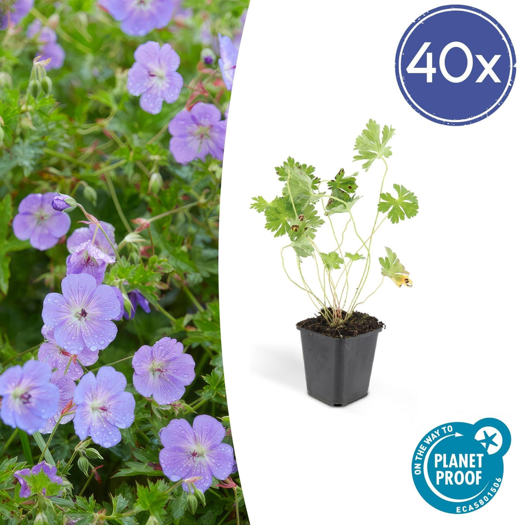 Geranium Rozanne - 20cm - Kamerplant Kopen