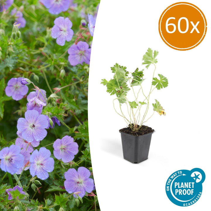Geranium Rozanne - 20cm - Kamerplant Kopen