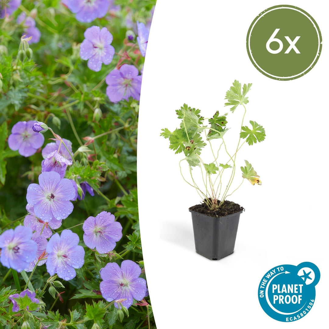 Geranium Rozanne - 20cm - Kamerplant Kopen