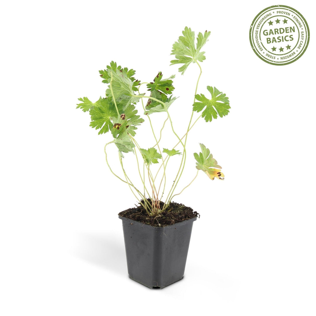 Geranium Rozanne - 20cm - Kamerplant Kopen