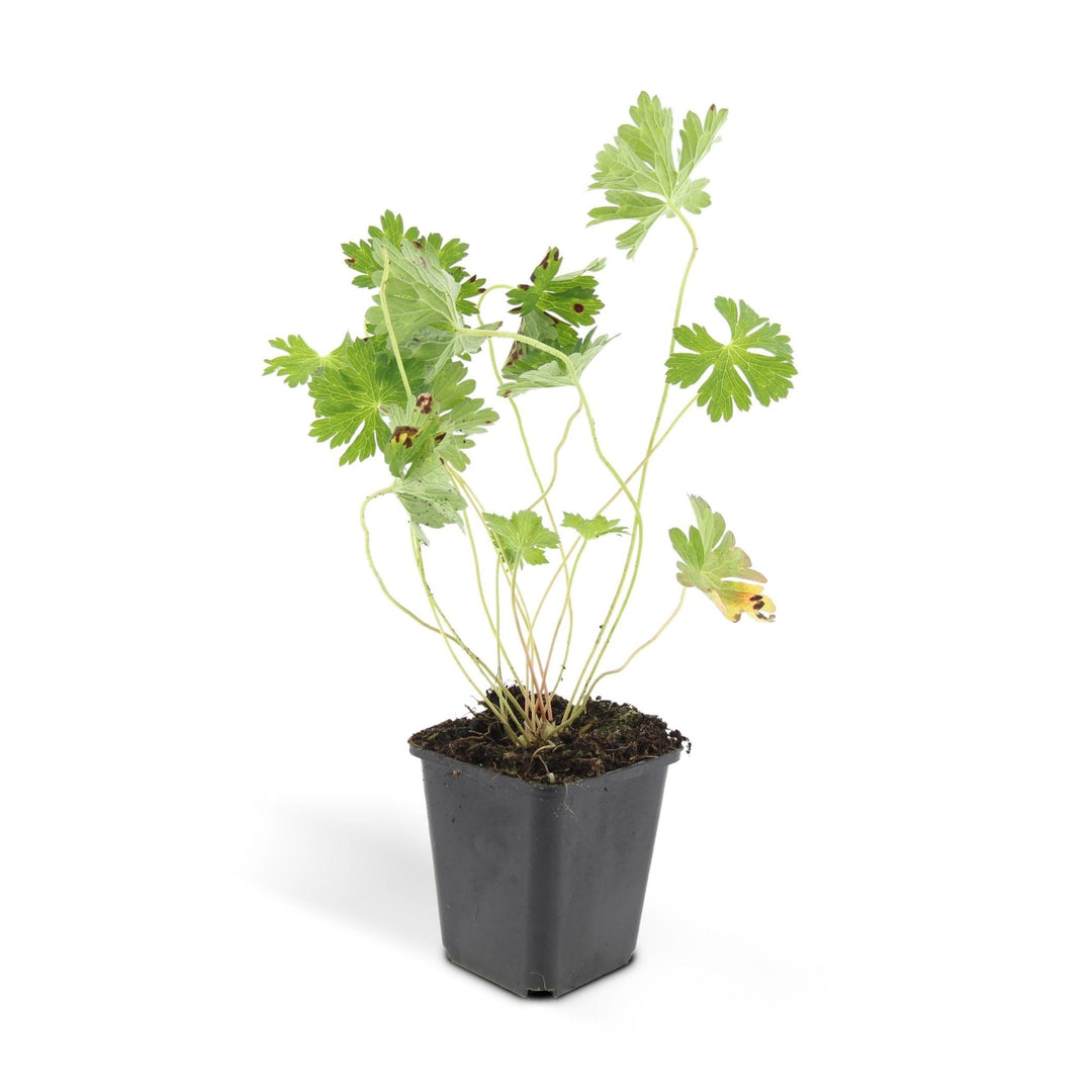 Geranium Rozanne - 20cm - Kamerplant Kopen