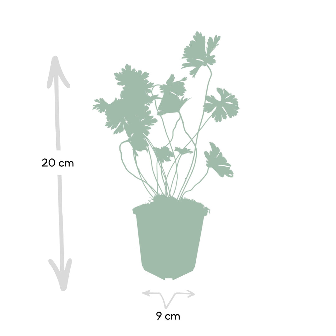 Geranium Rozanne - 20cm - Kamerplant Kopen