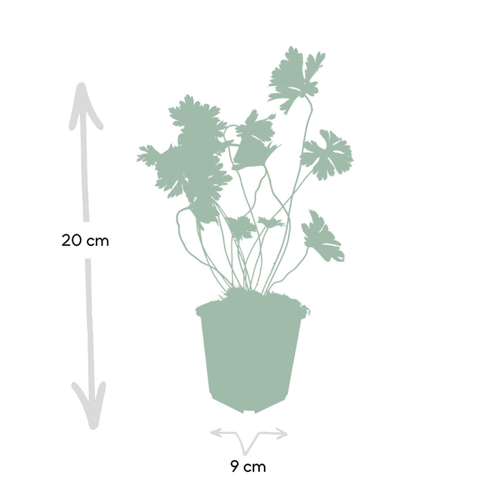 Geranium Rozanne - 20cm - Kamerplant Kopen