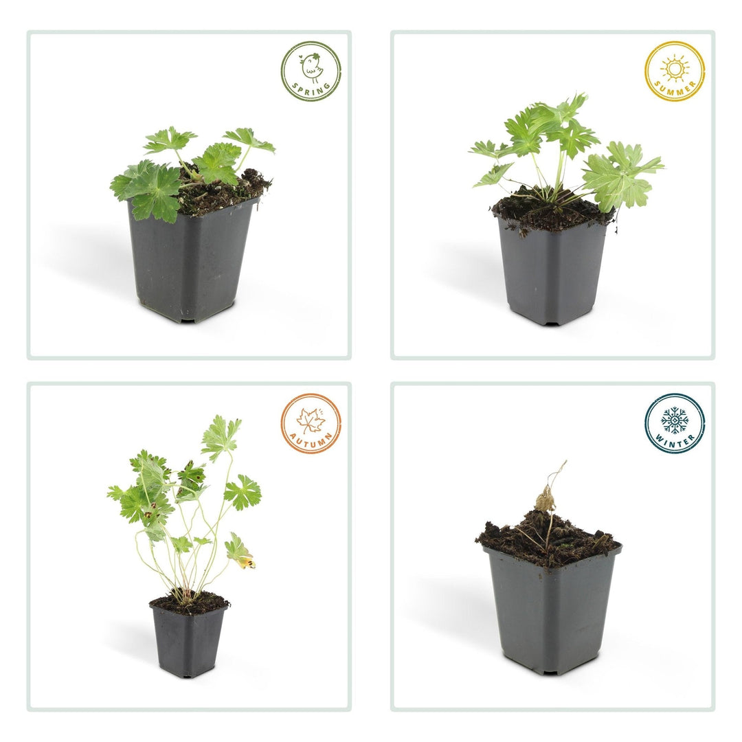Geranium Rozanne - 20cm - Kamerplant Kopen