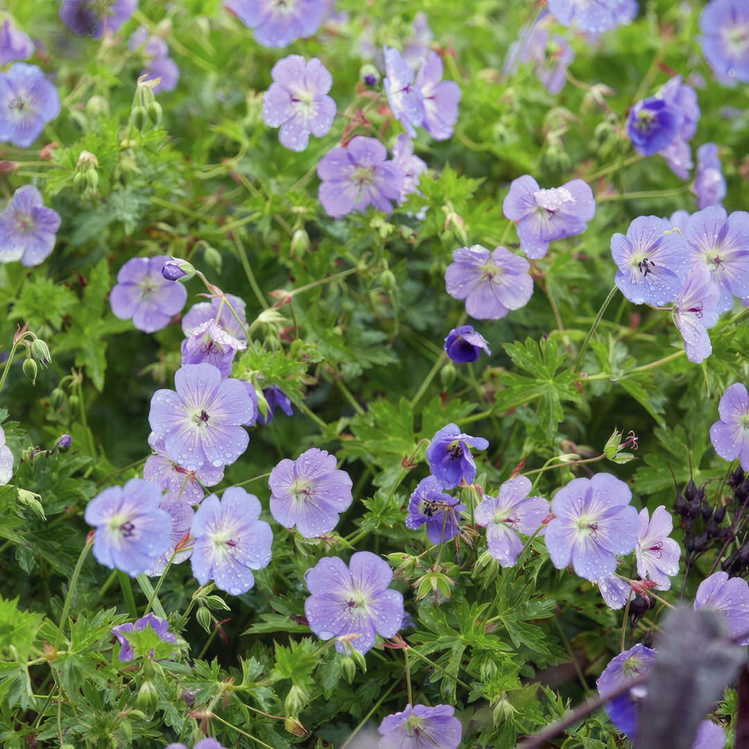 Geranium Rozanne - 20cm - Kamerplant Kopen