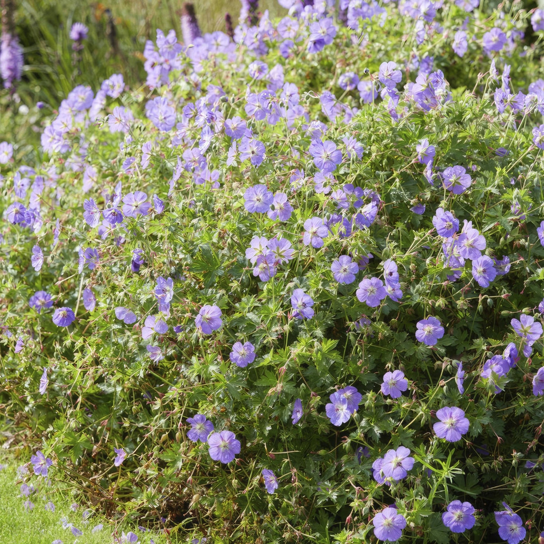 Geranium Rozanne - 20cm - Kamerplant Kopen