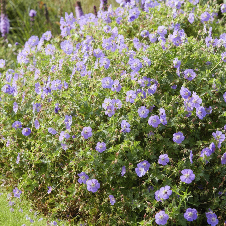 Geranium Rozanne - 20cm - Kamerplant Kopen