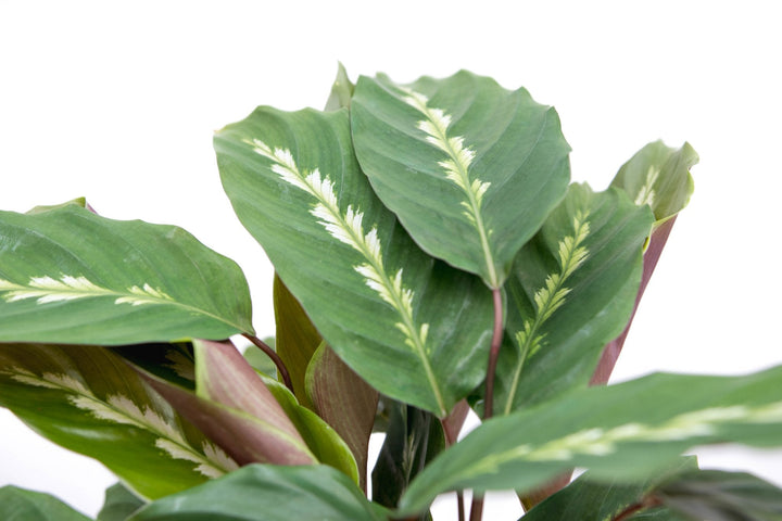 Calathea Maui Queen - 35cm - Pauwenplant - Kamerplant