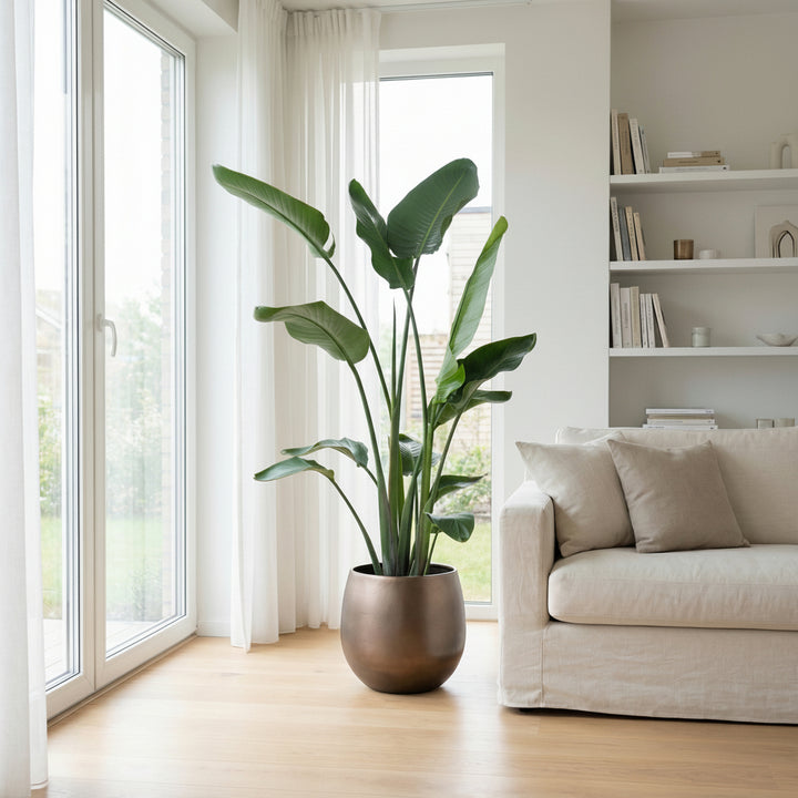 Strelitzia Nicolai - Ø24 - 170cm - Oiseau de paradis