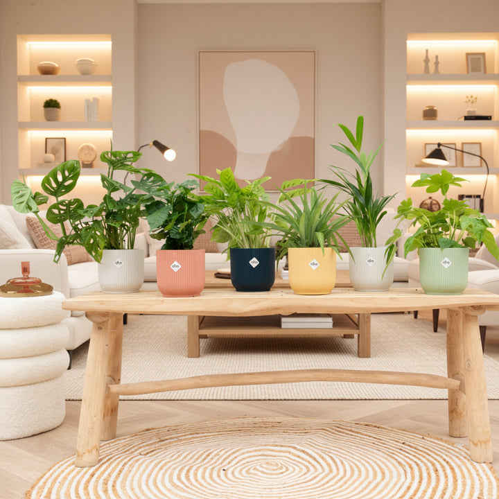 Verrassingsbox - 6 planten inclusief elho Vibes Fold Round Ø14