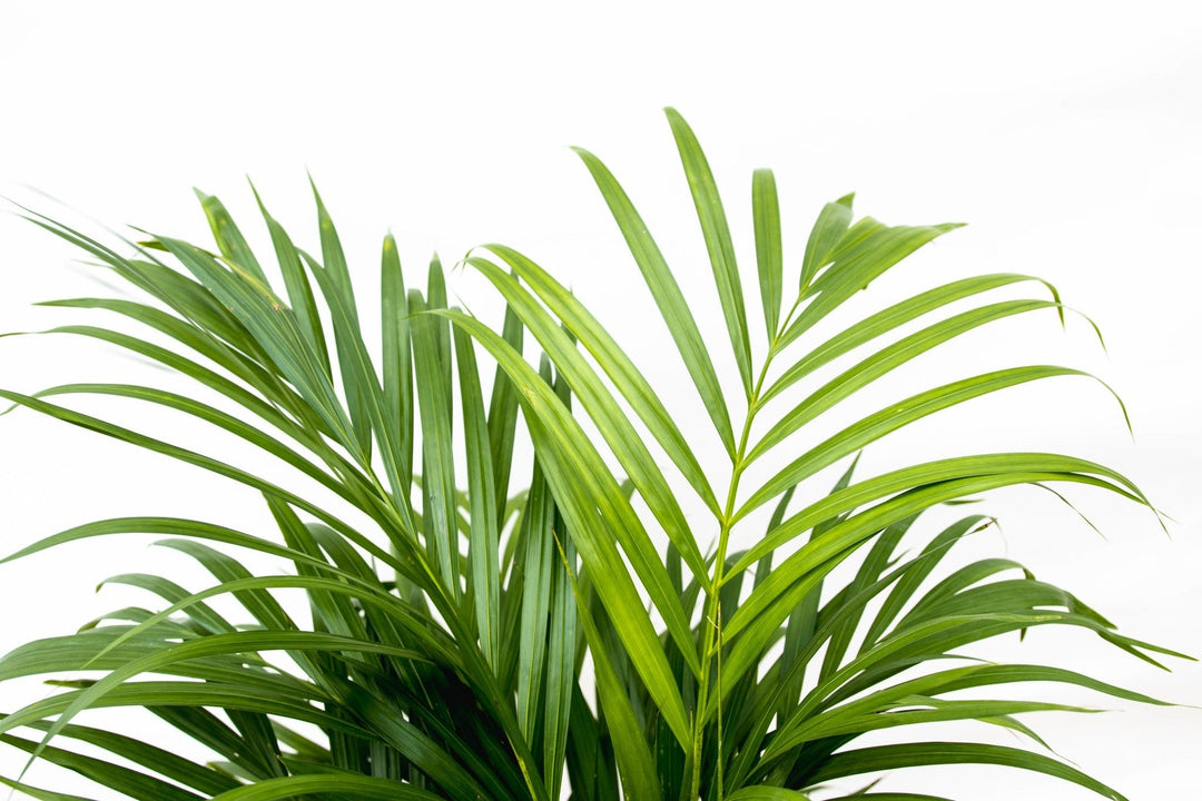 Dypsis Lutescens (Areca palm) - 130cm - Goudpalm | Koop