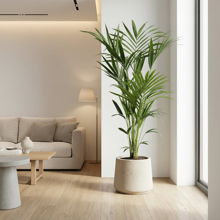 Kentia palm - 180cm - Kamerplant Kopen