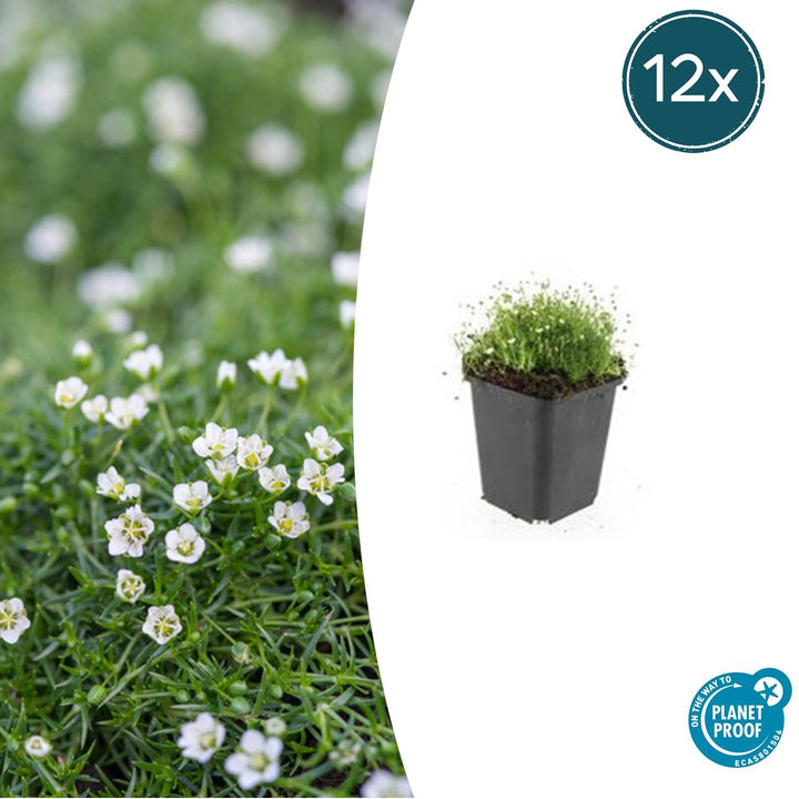 Sagina Subulata - 20cm - Kamerplant Kopen