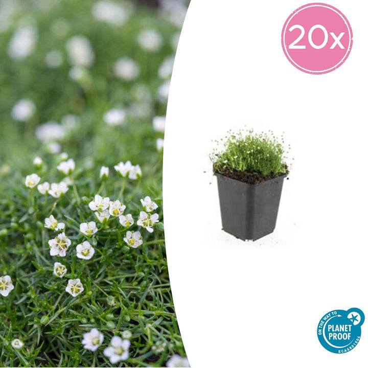 Sagina Subulata - 20cm - Kamerplant Kopen